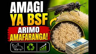 🪰💰 AMAGI YA BSF UKO WAKORERA AMAFARANGA MENSHI UYAGURISHA