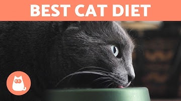 What is the Best DIET for a CAT? 🐱🍗 Feline Nutritional Needs