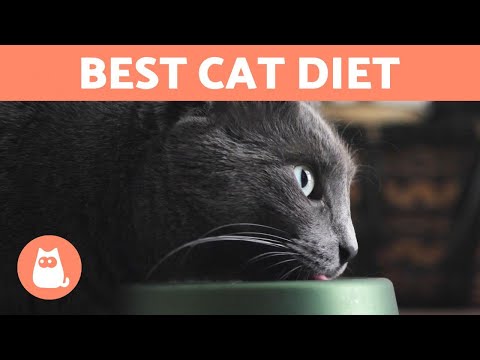 What Is The Best Diet For A Cat? Feline Nutritional Needs