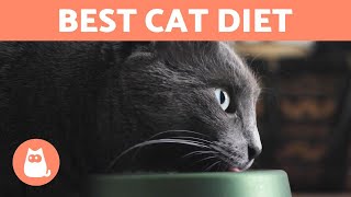 What is the Best DIET for a CAT?  Feline Nutritional Needs