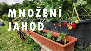 MNOŽENÍ JAHODNÍKU, Jahody #strawberries #homemade #garden