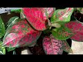 Calathea and Aglaonema: Best Indoor Plants for Beginners and Expensive Collectors Items