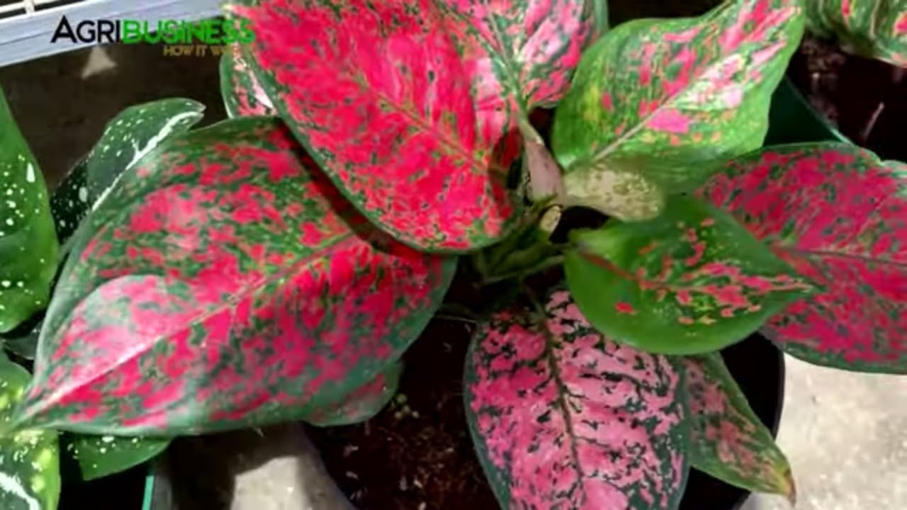 Calathea and Aglaonema: Best Indoor Plants for Beginners and Expensive  Collectors Items
