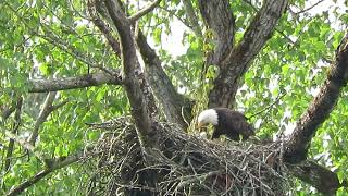 05/09/23 (#2) (Maplewood) Bald Eaglets Fed, Renton Wa 2788-154