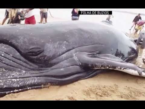 Видео: Горбатый кит, выброшенный на берег в бразильской Амазонии