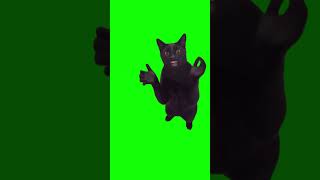 Black Cat Clapping and Smiling meme - Green Screen