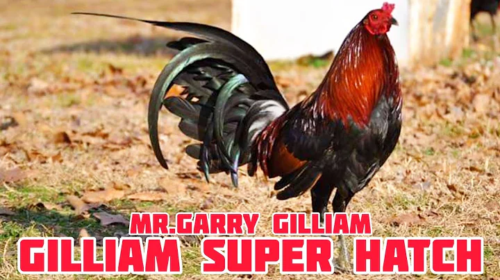 Super Hatch - Gilliam Gamefarm - Garry Gilliam