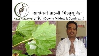 Grape Master - सावधान! डाउनी मिल्ड्यू वाढतो आहे.  (Downy Mildew is coming...) screenshot 3