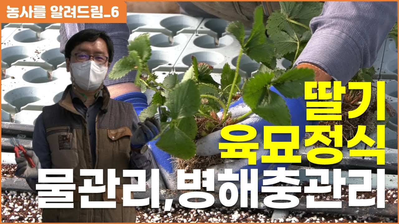 딸기육묘정식, 육묘기술, 물관리, 병해충관리,