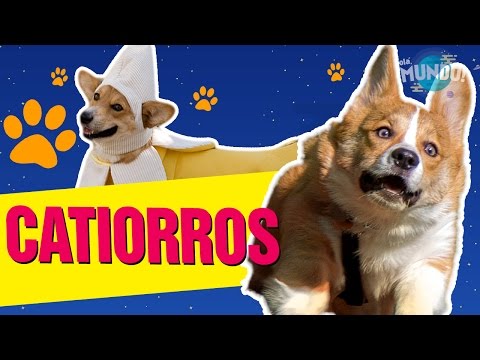 Video: Gifs de cachorros