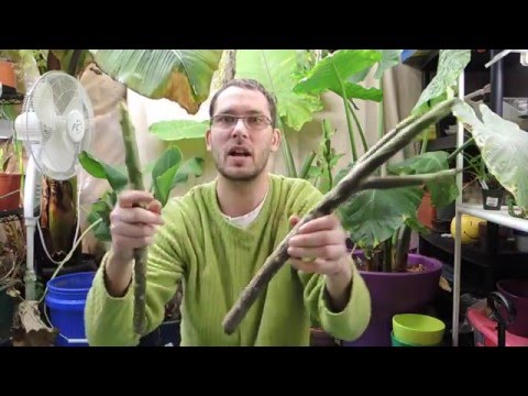 Video: Kas te saate plumeria sees kasvatada: õppige plumeria kasvatamise kohta siseruumides