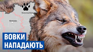 9 собак вбили вовки в чотирьох селах Новгород-Сіверщини: як планують боротися з їх нападами?