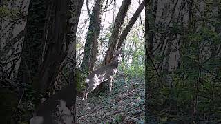 La Guerra Silenziosa dei Caprioli 🦌⚔️ | Tutti sullo stesso albero