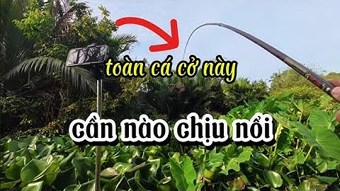 CÂU CÁ RÔ ĐỒNG,Chạm Tráng Thủy Quái Rồi🥶Quát Lưỡi Câu Luôn.Trung Miền Tây.T321