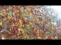 Sound of Falling: Winter snow & fall foliage met in a Seoul arts university campus South Korea✨️