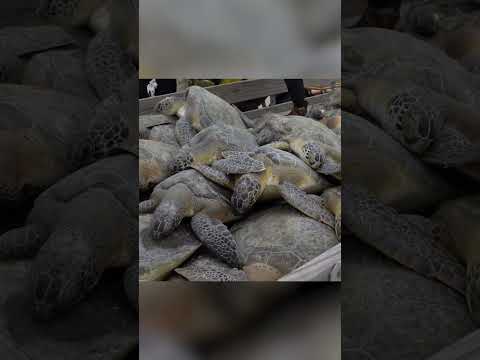 Hundreds of cold-stunned sea turtles rescued from winter weather #Shorts