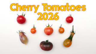 Best and Worst Cherry Tomatoes of 2026
