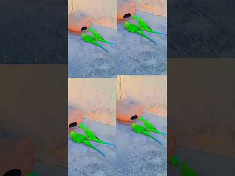 Parrot Running From Explosion #shorts #video #viral (PR54678)