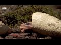 How Volcanic Pollution Ended a Tyrannosaurus Bloodline | Walking with Dinosaurs (1999) | BBC Earth