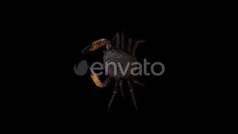Crab Walking | Motion Graphics - Envato elements