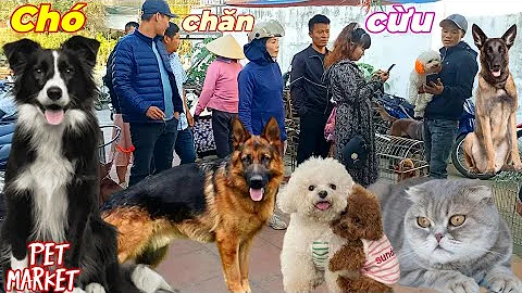 Chợ chó mèo ở Việt Nam ngày 1-12 có gì?