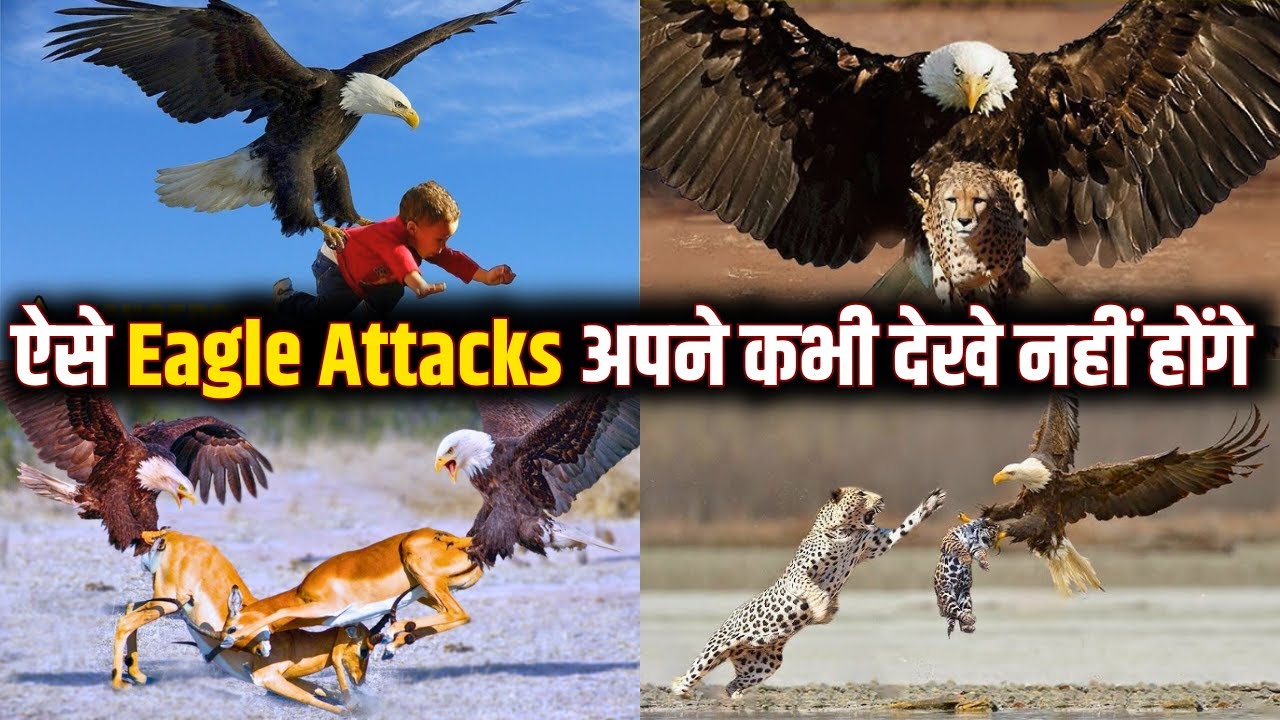 "Top 5 Unbelievable Eagle Attacks! 🦅⚡ | ईगल के हमले देख कर हैरान हो जाएंगे आप!" 