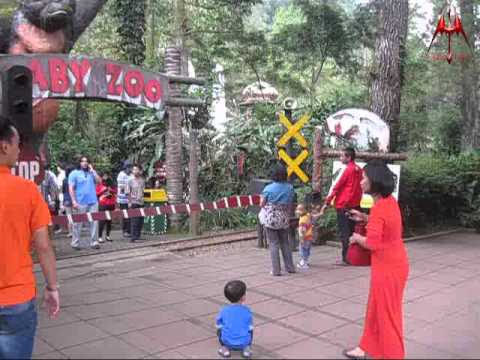 Perlintasan Kereta Api Taman Safari Indonesia - YouTube