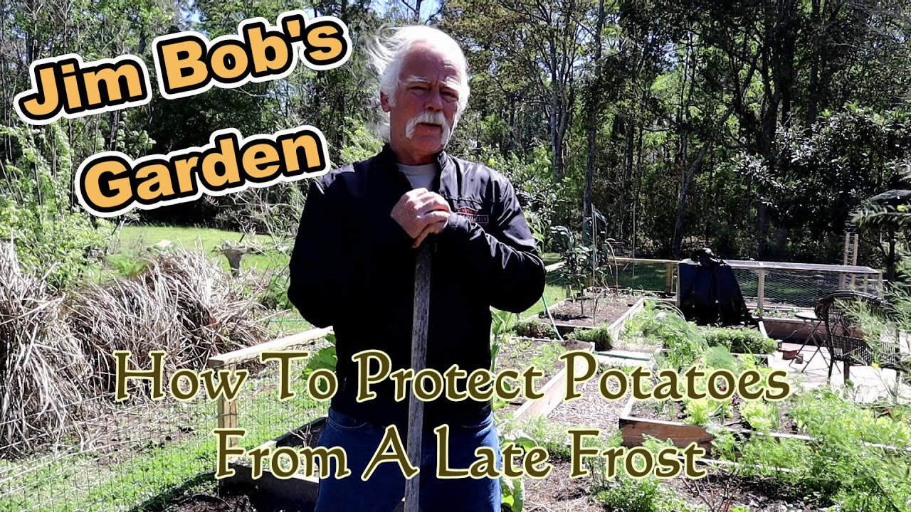 How To Protect Potatoes From A Late Frost YouTube