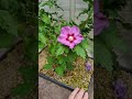 Hibiscus Pre-Bonsai