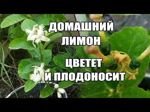 Video: Лимон миртинин бою канча өсөт?