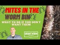 Coffee  compost mites in the worm bin  why are they here and how can you eliminate them