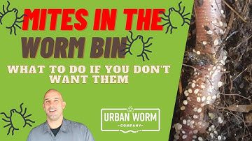 Coffee & Compost: Mites in the Worm Bin - Why are They Here and How Can You Eliminate Them?