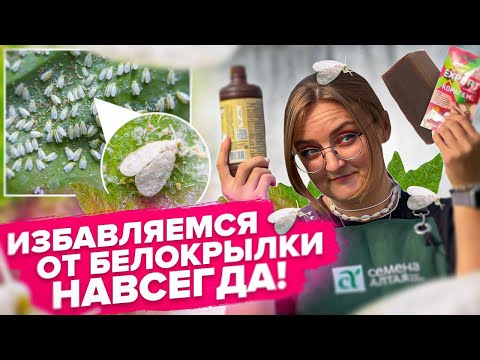 ВСЕ СРЕДСТВА ОТ БЕЛОКРЫЛКИ! Поможет точно!