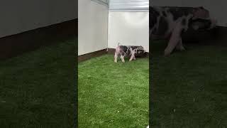 IMG 9559