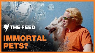 Reviving pets from the dead with cryonics | Immortal Pets? | SBS The Feed