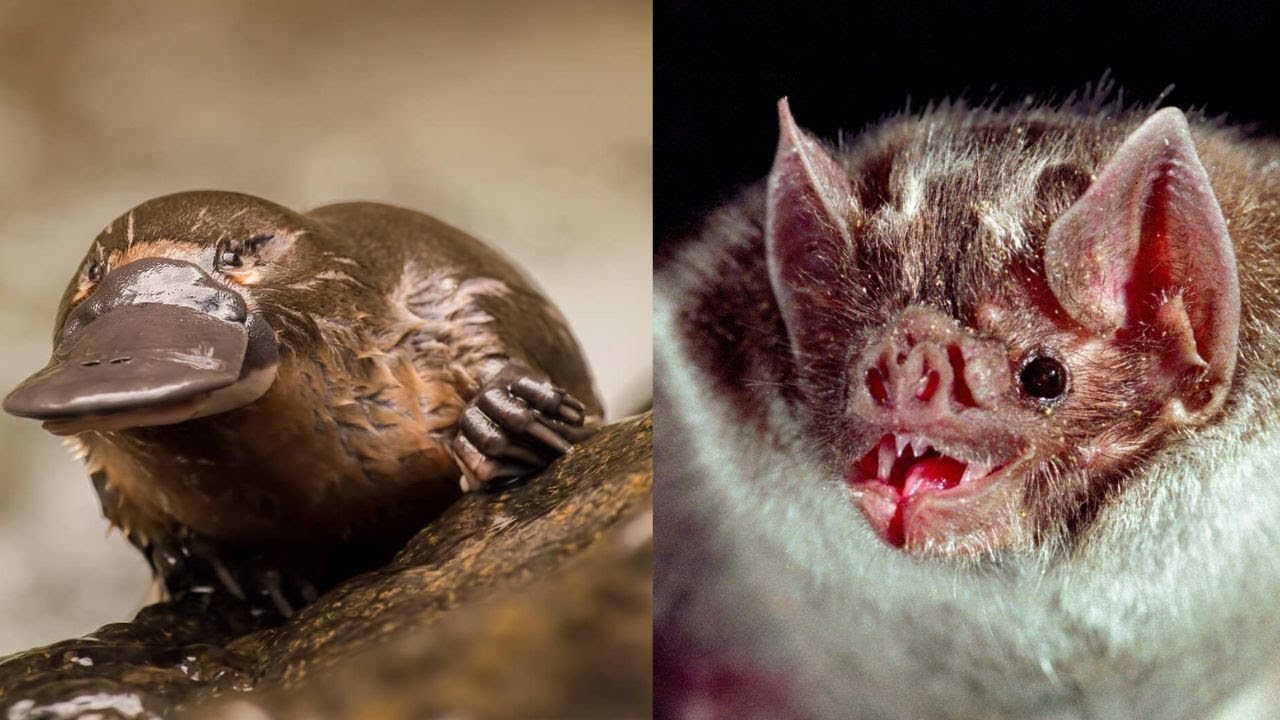 7 Animales Mamíferos Que Son Venenosos