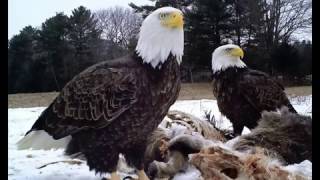 2016-17 Tweety birds &amp; Eagles