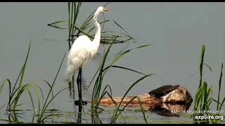 Mississippi River Flyway Cam, explore.org, July 3, 2021