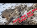 I caught my first Iowa bobcat {vlog 50}