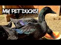 From Duckling to Adult in 52 DAYS! (Rare Cayuga Ducks!)