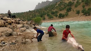 Washing sheep in the river by nomadic men