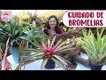 PLANTANDO BROMELIAS EN TRONCOS │Candy Bu