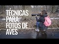 Técnicas para Fotos de Aves - Desde Central Park NYC