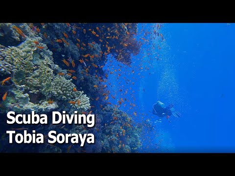 Scuba Diving Tobia Soraya, Red Sea, Egypt