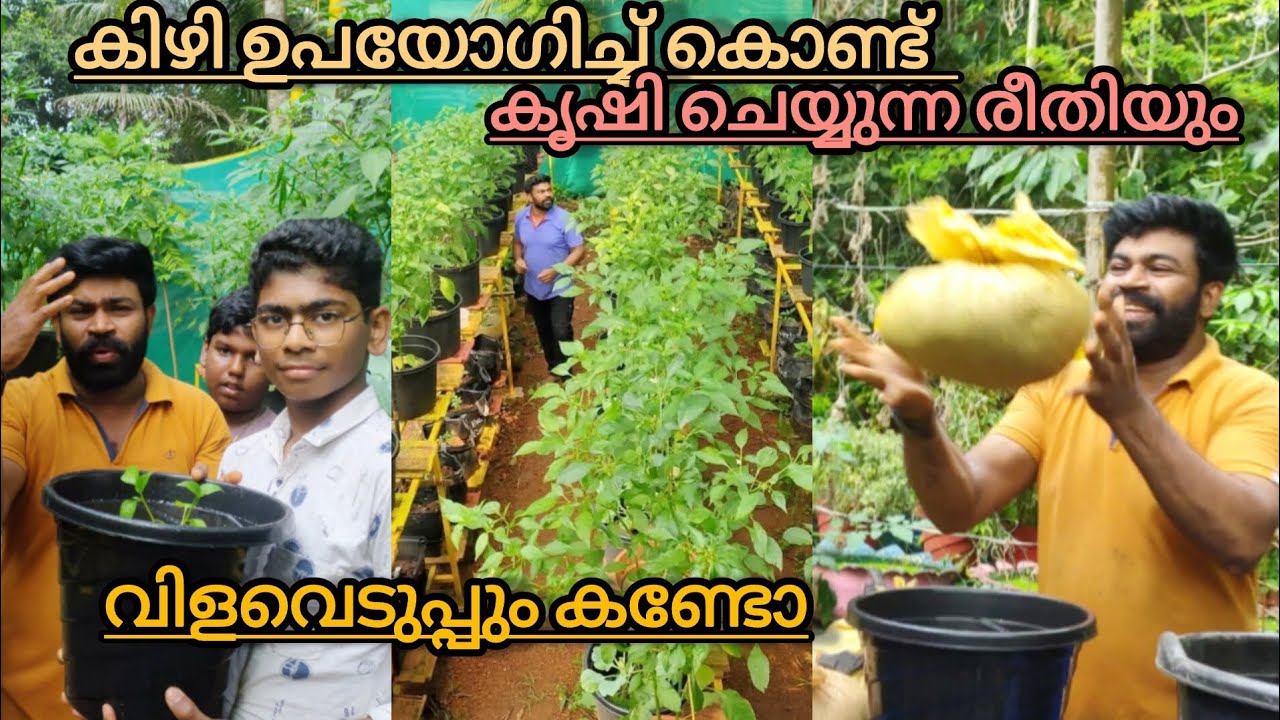 ഇങ്ങനെ ഒരു കിഴി കൃഷി ചെയ്ത് വിളവ് എടുക്കുന്നത്  കേരളത്തിൽ ആദ്യമാണോ kizi Krishi video Malayalam