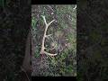 First brown elk antler of the year 2026 six point while bear hunting!