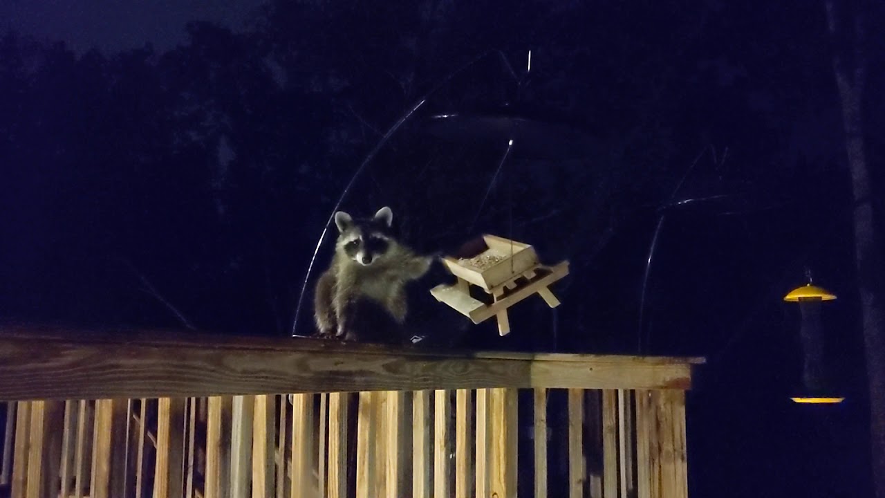 Raccoon eating all my bird seed YouTube