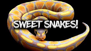 Ball Pythons Named after Something Sweet!