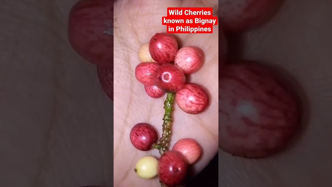 TINY WILD CHERRIES that looks like apple! Known as Bignay, Bunius in Philippines
