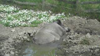Anglo-Saxon Pig